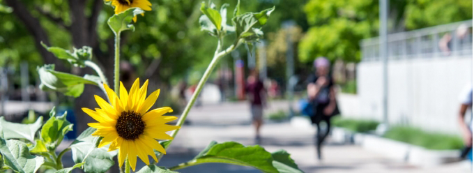 Flowers on campus and people walking on the sidewalk