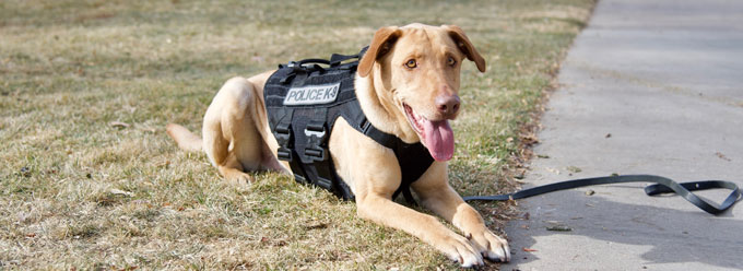Auraria Campus Police canine